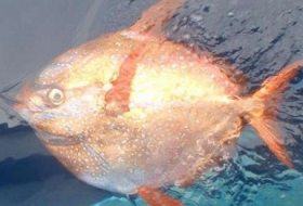 Researchers discover world`s first warm-blooded fish